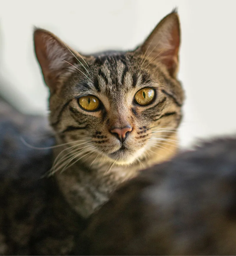An adult medium-sized male Tabby cat named Stevie for adoption in San Jose, CA
