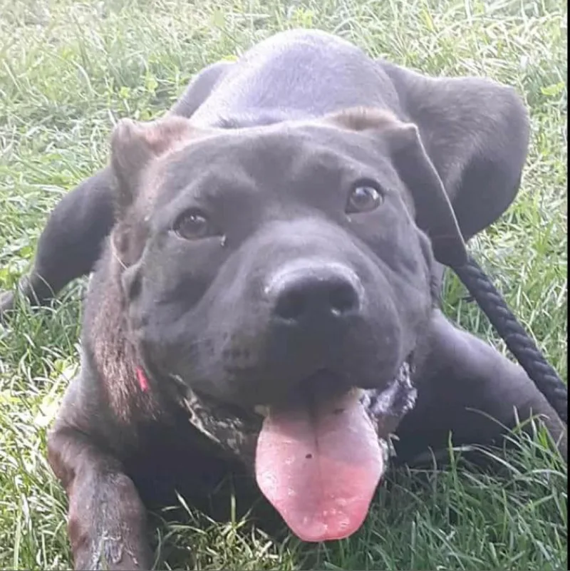 An adult medium-sized male Black Mixed Breed dog named Alfie for adoption in Flintstone, MD