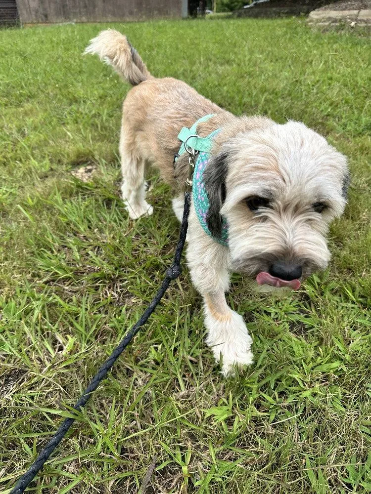 A young medium-sized male Tibetan Terrier dog named Rocky for adoption in Candler, NC