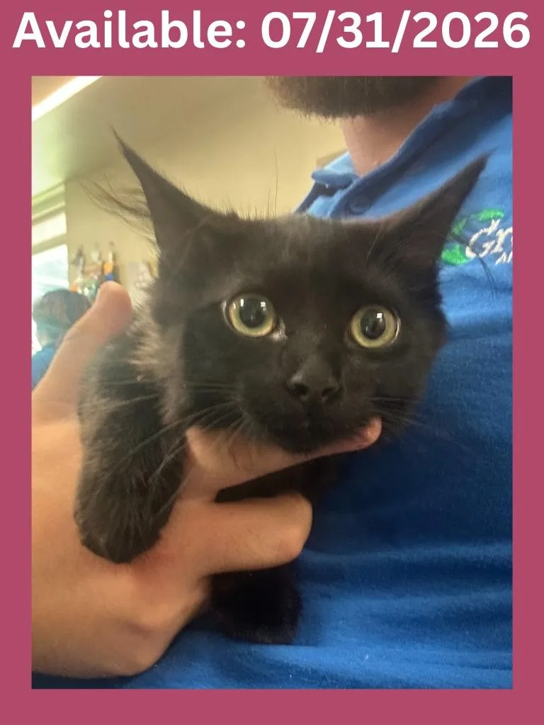 A baby medium-sized female Domestic Long Hair cat named Cat Condo for adoption in Greenville, TX