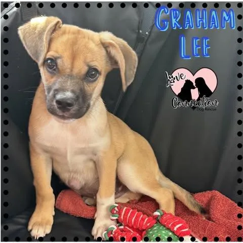 A baby small-sized male Golden Pug dog named Graham for adoption in Gilbert, AZ