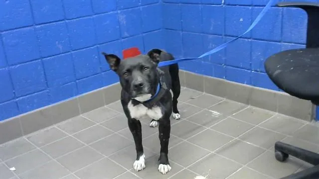 An adult medium-sized female Pit Bull Terrier dog named Luna for adoption in Albuquerque, NM