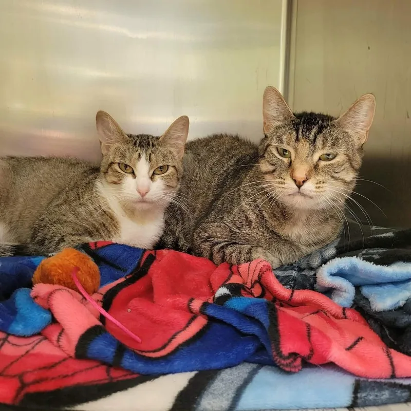 An adult medium-sized female Torbie Domestic Short Hair cat named Athena for adoption in Columbia, MO