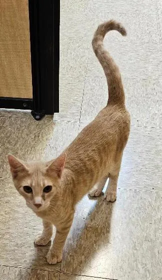 A young medium-sized male Buff / Tan / Fawn Domestic Short Hair cat named Shawn for adoption in Tulsa, OK