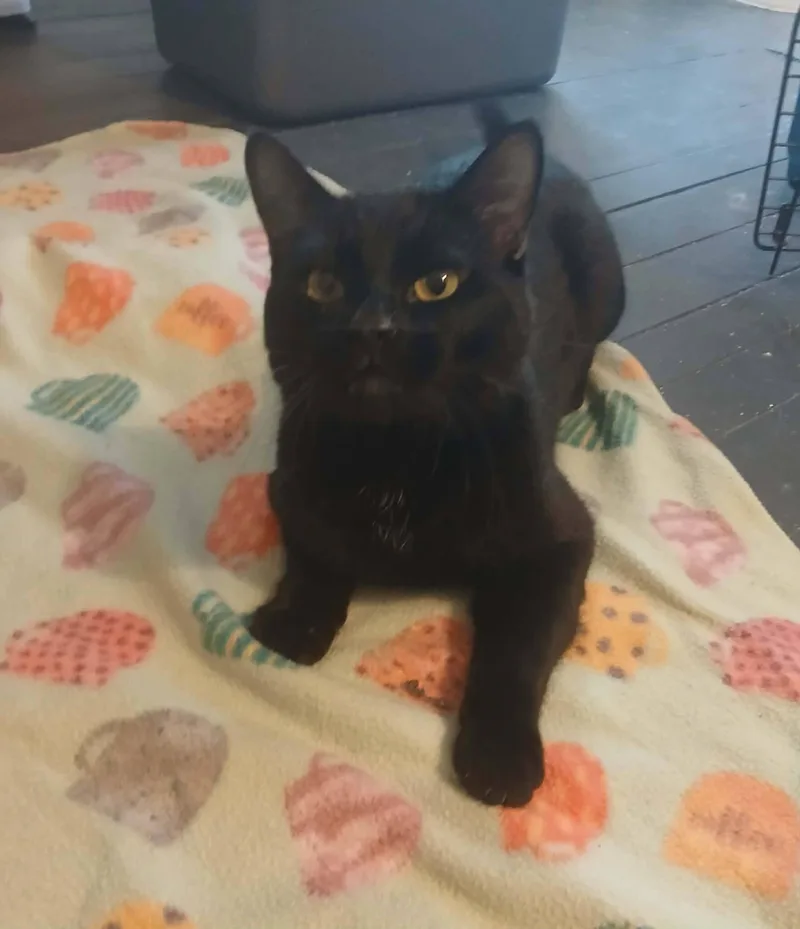 A young medium-sized male Black Domestic Short Hair cat named Marrok for adoption in warren, OH