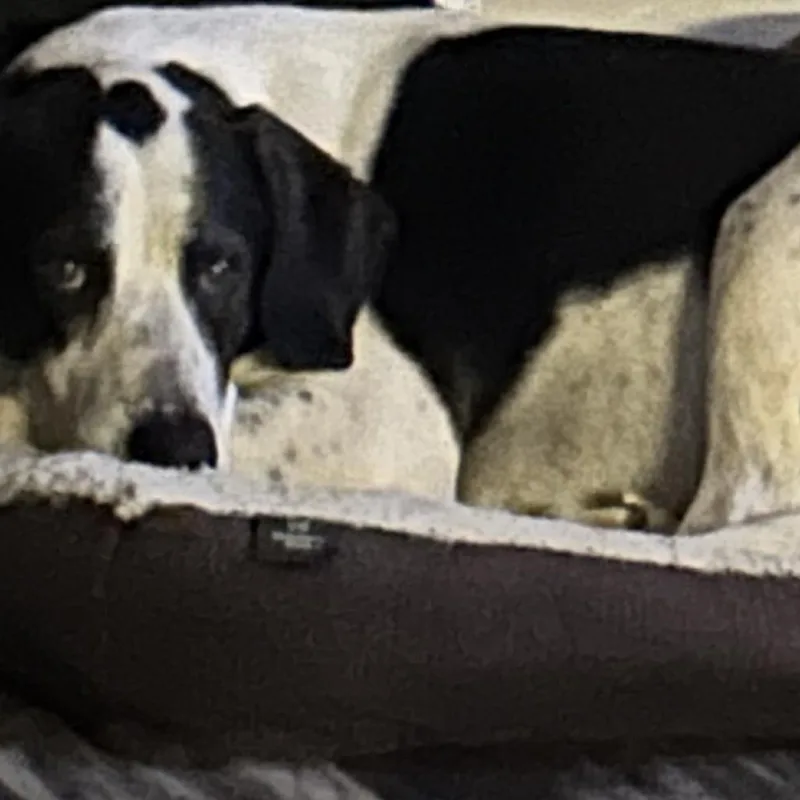 An adult large-sized male White / Cream Great Dane dog named Ryder for adoption in New Orleans, LA
