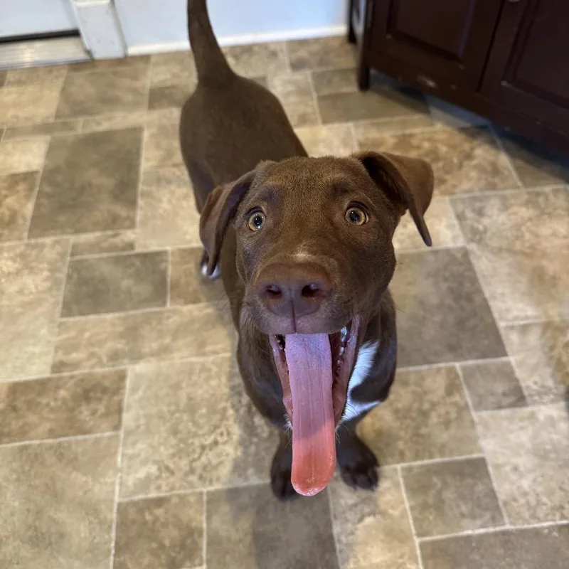 A baby medium-sized male Brown / Chocolate Chocolate Labrador Retriever dog named Avion for adoption in Eureka Springs, AR