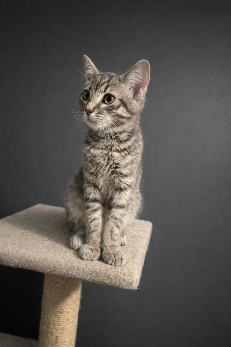 A baby small-sized male Domestic Short Hair cat named Jackson for adoption in Rio Linda, CA