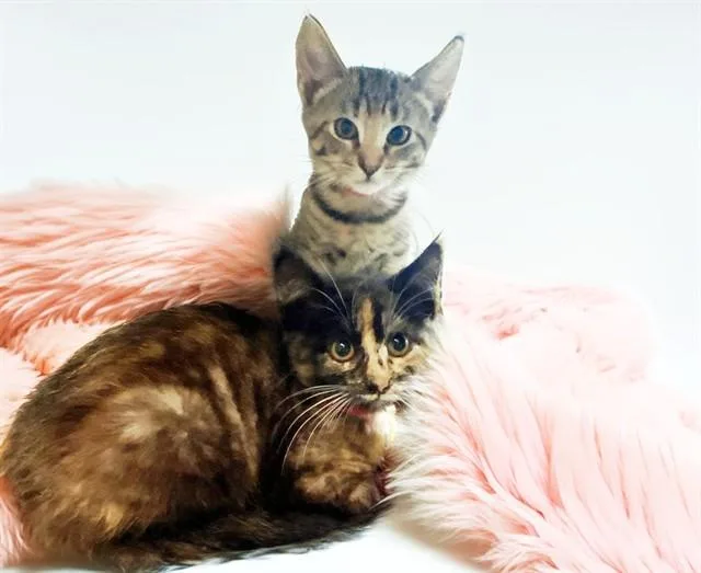 A baby medium-sized female Domestic Short Hair cat named Marble for adoption in Fort Lauderdale, FL