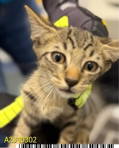 A baby small-sized male Domestic Short Hair cat named Quarter for adoption in West Palm Beach, FL