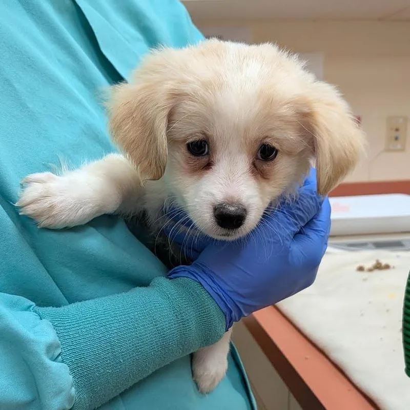 A baby small-sized male White / Cream Havanese dog named Ruffles for adoption in Springfield, MA