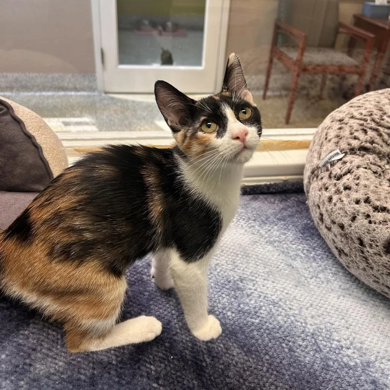 A baby small-sized female Calico Domestic Short Hair cat named Mochi for adoption in Fresno, CA