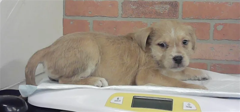Puppy