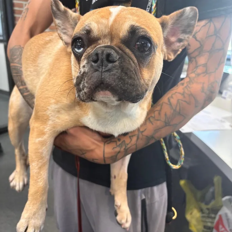 An adult small-sized female Yellow / Tan / Blond / Fawn Mixed Breed dog named LVHStray for adoption in Allentown, PA
