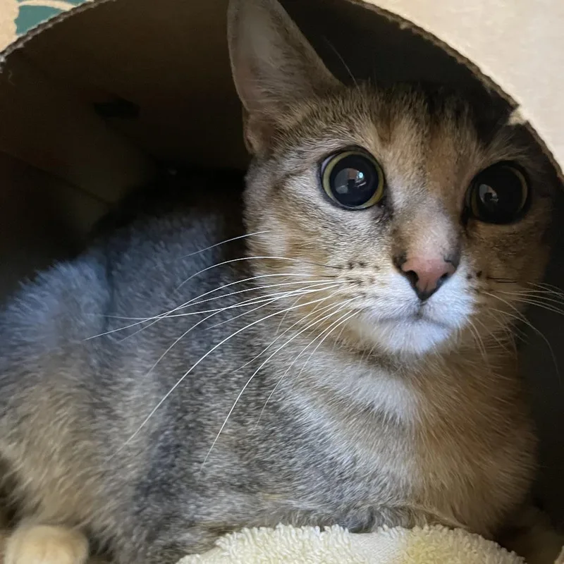 An adult medium-sized female Gray / Blue / Silver Domestic Short Hair cat named Camellia for adoption in Saint Charles, MO