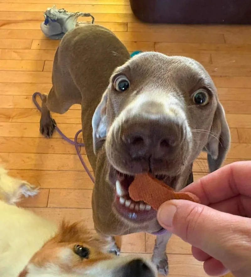 An adult medium-sized female Gray / Blue / Silver Weimaraner dog named Turbo for adoption in St. Louis, MO