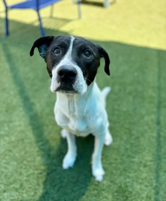 An adult large-sized male Mixed Breed dog named Henry for adoption in Dallas, TX