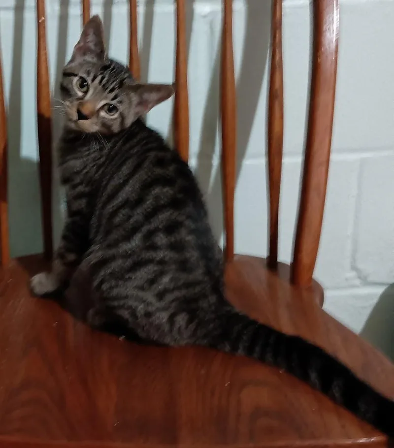 A baby medium-sized male Tabby (Brown / Chocolate) Domestic Short Hair cat named Seven for adoption in Milwaukee, WI