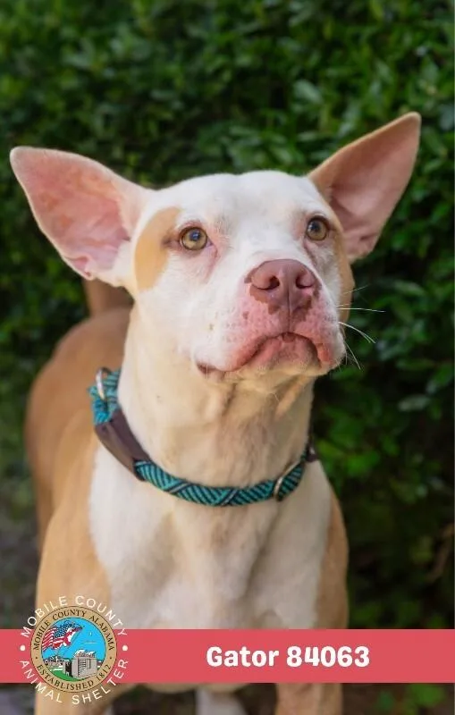 An adult medium-sized male Brown / Chocolate Staffordshire Bull Terrier dog named Gator for adoption in Mobile, AL