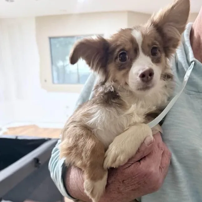 Princess Ruby thumbnail 3