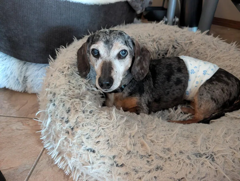 A senior small-sized male Dachshund dog named Arnie for adoption in Sioux Falls, SD