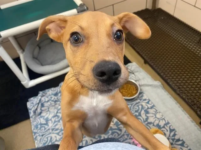 A baby small-sized male Pit Bull Terrier dog named Jj for adoption in Fort Wayne, IN