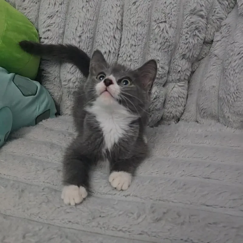 A baby small-sized male Gray / Blue / Silver Domestic Short Hair cat named Stubble for adoption in Jarrettsville, MD