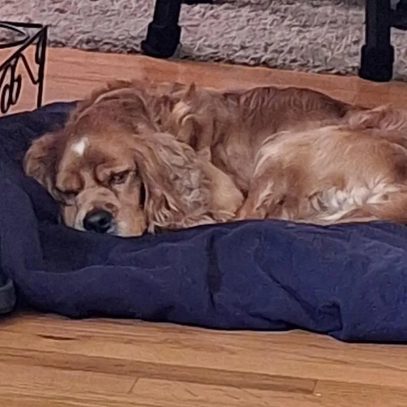 An adult medium-sized male Golden English Cocker Spaniel dog named Solace for adoption in Arlington, VA