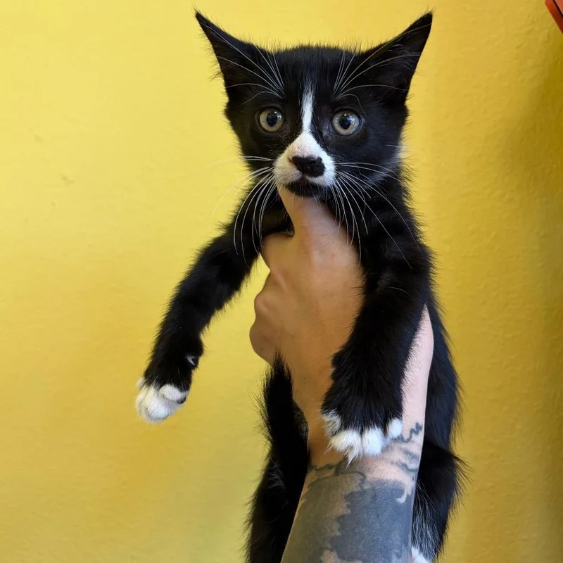 A baby small-sized male Black Domestic Short Hair cat named Jess for adoption in Webster, TX