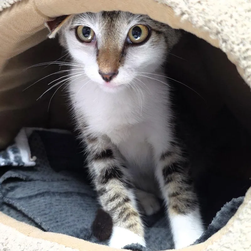 A baby small-sized male Domestic Short Hair cat named Mighty for adoption in Michigan City, IN