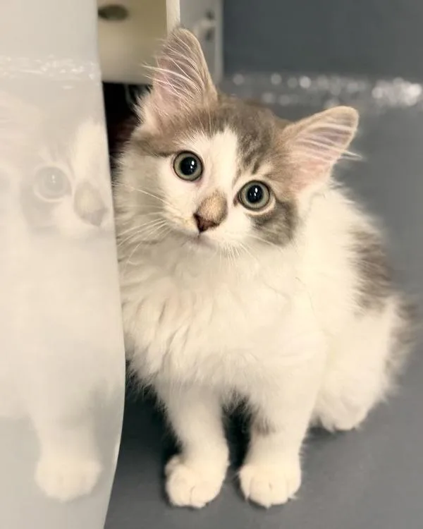 A baby small-sized male Domestic Long Hair cat named Cougar for adoption in Canton, GA