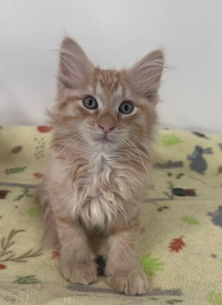 A baby small-sized male Domestic Medium Hair cat named Haystack for adoption in McPherson, KS