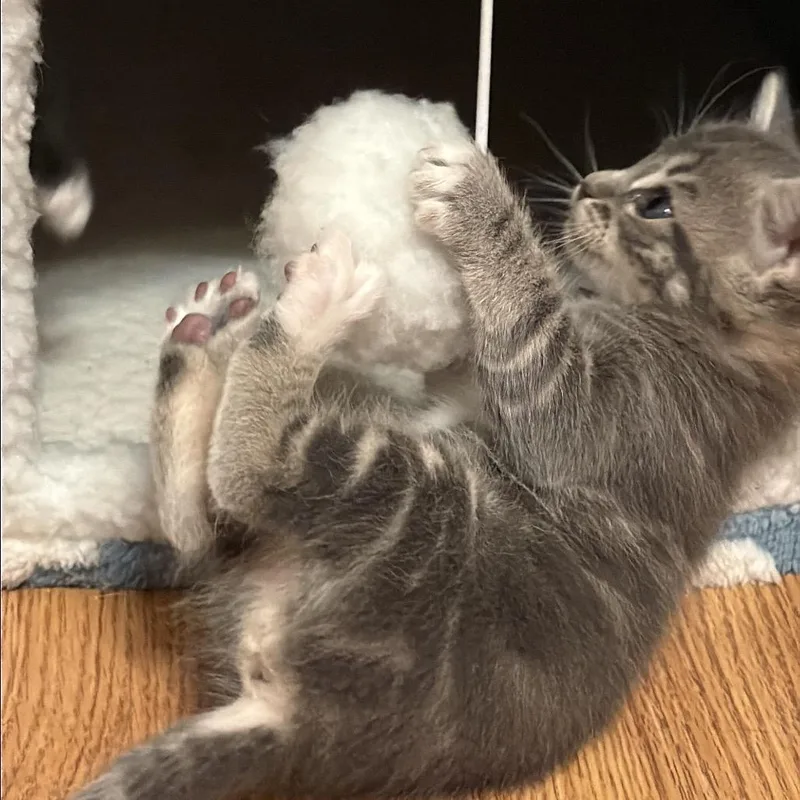 A baby small-sized female Gray / Blue / Silver Domestic Short Hair cat named Paintbrush for adoption in Costa Mesa, CA