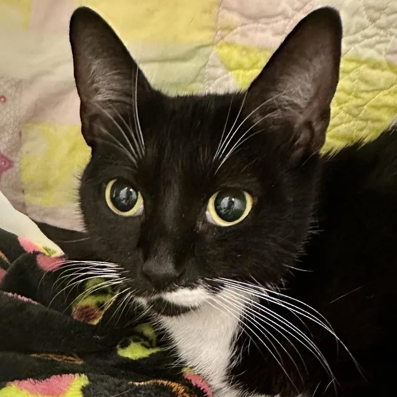 An adult medium-sized female Black & White / Tuxedo Domestic Short Hair cat named Moon for adoption in Reisterstown, MD