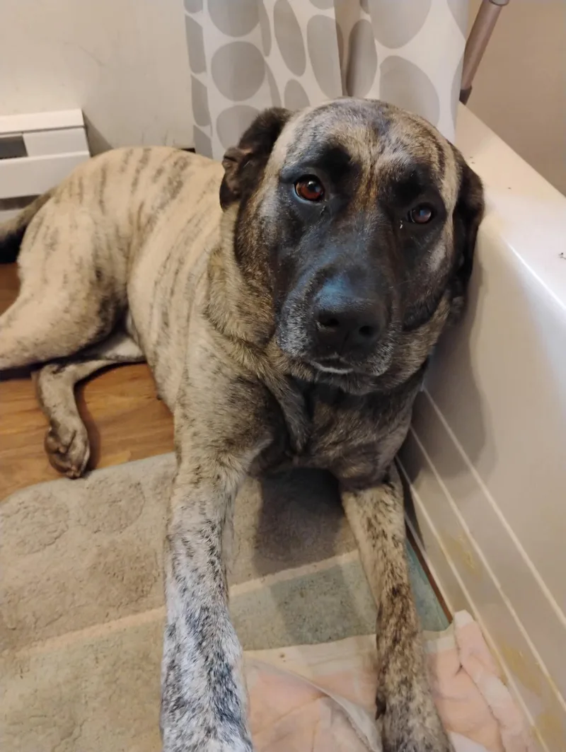 A young medium-sized female Pit Bull Terrier dog named Mama Nova for adoption in Duluth, MN