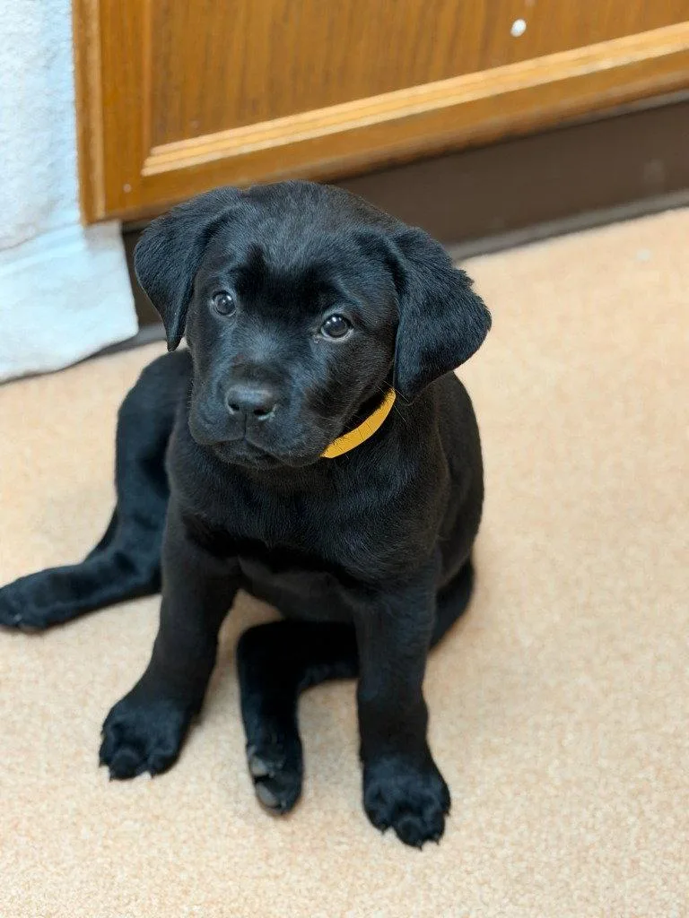 A baby small-sized female Rottweiler dog named Mulan for adoption in Lovingston, VA