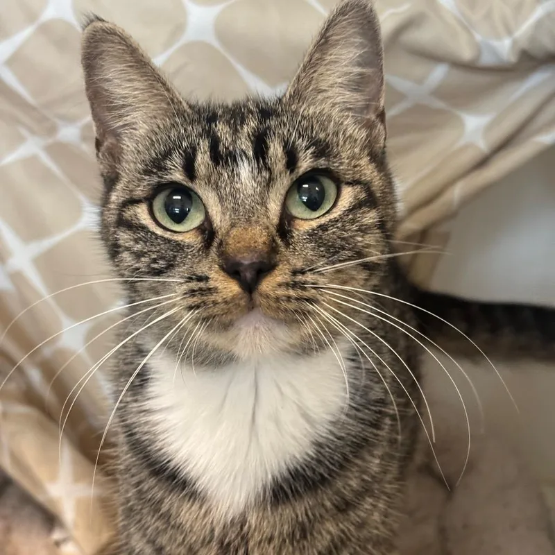 A baby medium-sized female Domestic Short Hair cat named Sun for adoption in League City, TX