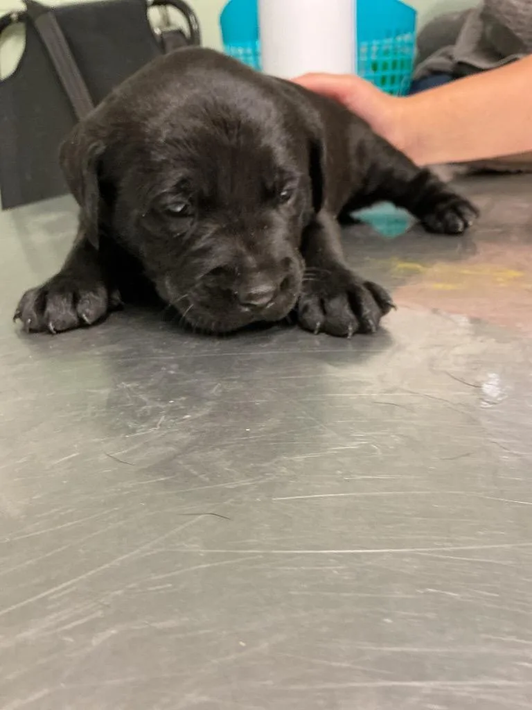 A baby small-sized female Labrador Retriever dog named Onyx for adoption in Dyersburg, TN