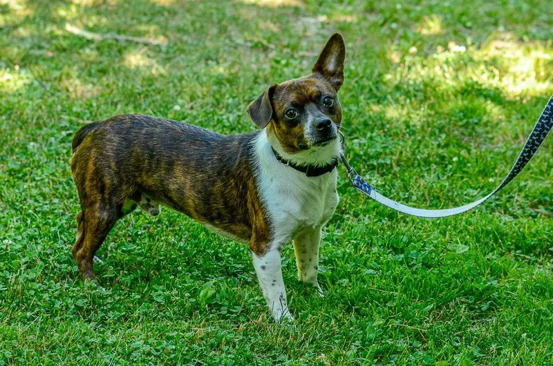 An adult medium-sized male Jack Russell Terrier dog named Davey for adoption in Brick, NJ