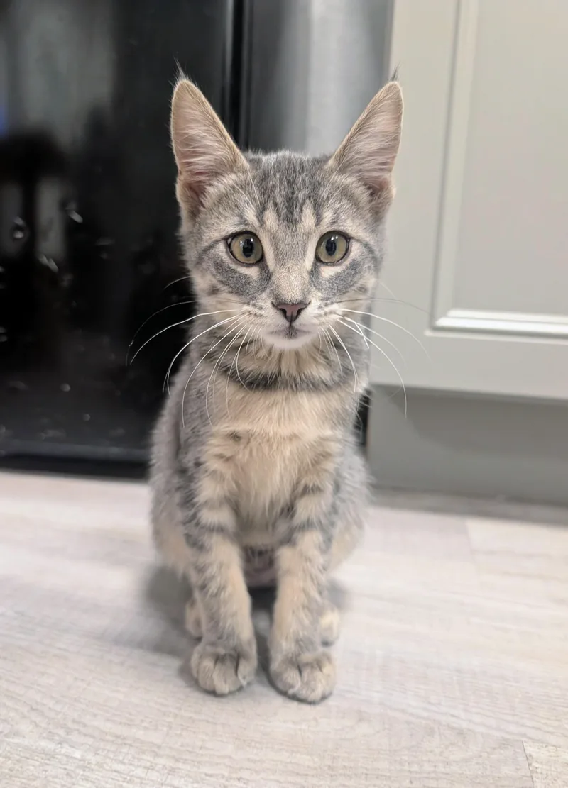 A baby medium-sized female Tabby (Gray / Blue / Silver) Domestic Short Hair cat named Amelia for adoption in Palm Harbor, FL