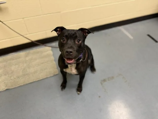 An adult large-sized male Pit Bull Terrier dog named Rover for adoption in Denver, CO