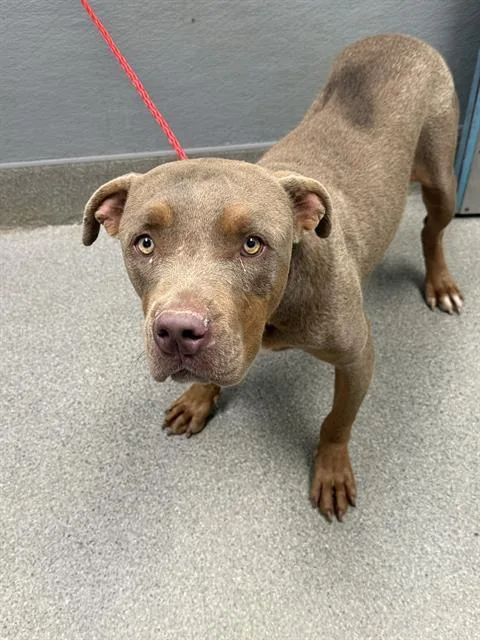 A young large-sized male Pit Bull Terrier dog named Taz for adoption in Las Vegas, NV