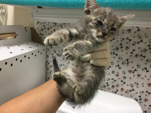 A baby small-sized male Domestic Short Hair cat named Winky for adoption in Riverside, CA