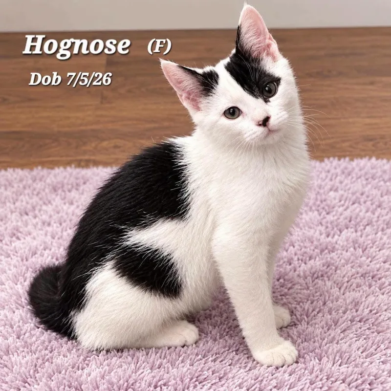 A baby medium-sized female Black & White / Tuxedo Domestic Short Hair cat named Hognose for adoption in Concord, CA