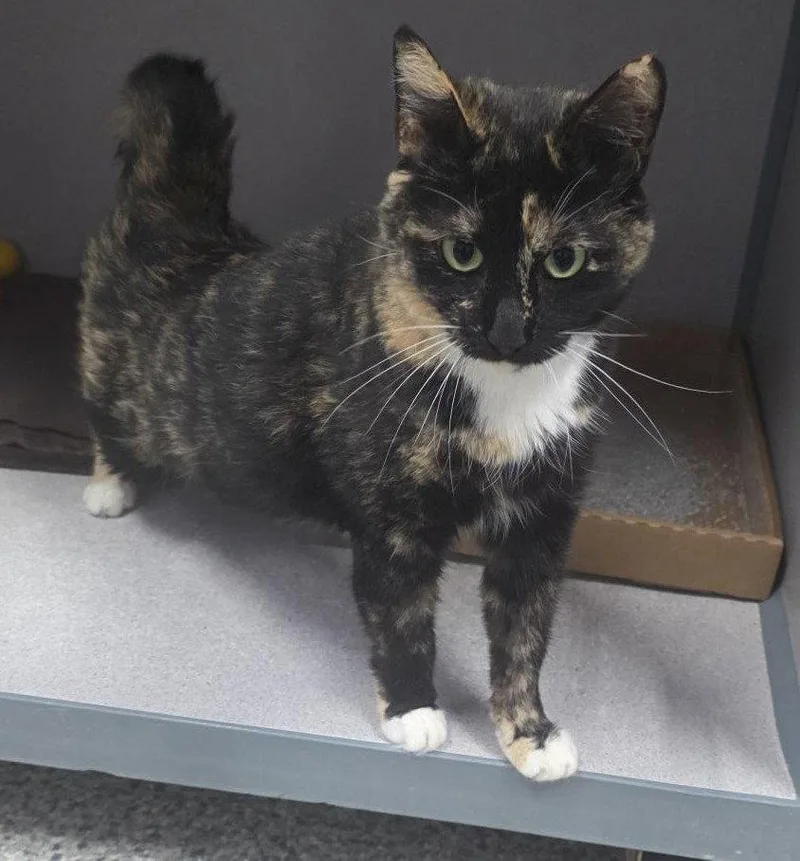 An adult medium-sized female Tortoiseshell cat named Jelly for adoption in Knoxville, IA