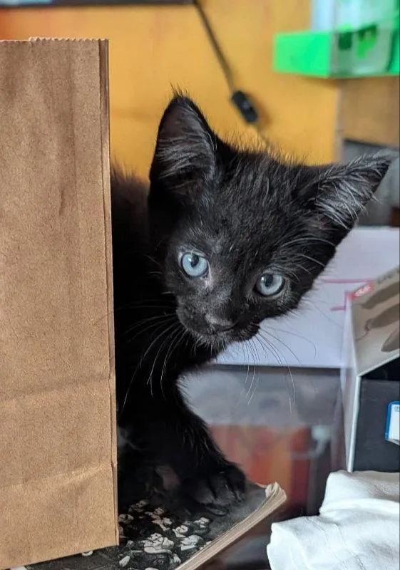 A young medium-sized male Bombay cat named Zacheus & Zyllus for adoption in Knoxville, TN