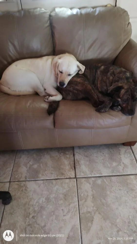 Daisy Bailey  BONDED thumbnail 6