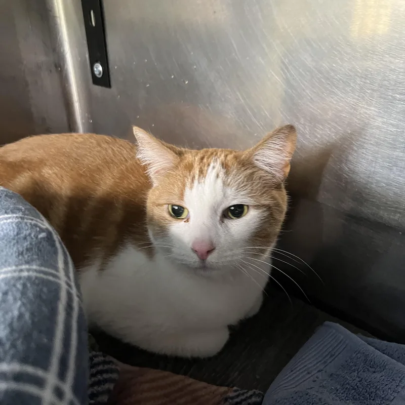 An adult large-sized male Orange & White Tabby cat named Matteo for adoption in Pompton Plains, NJ