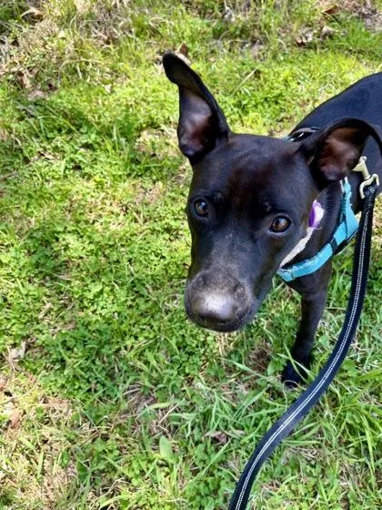 Portobello thumbnail 2