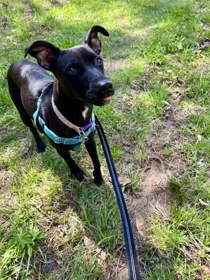 Portobello thumbnail 3